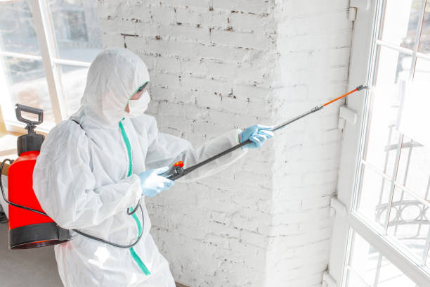 Why You Should Choose Our Mold Remediation Services in Pocahontas, AR