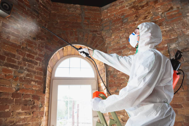 Mold Remediation for Vacation Homes in Pocahontas, AR